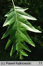 Alnus glutinosa Laciniata