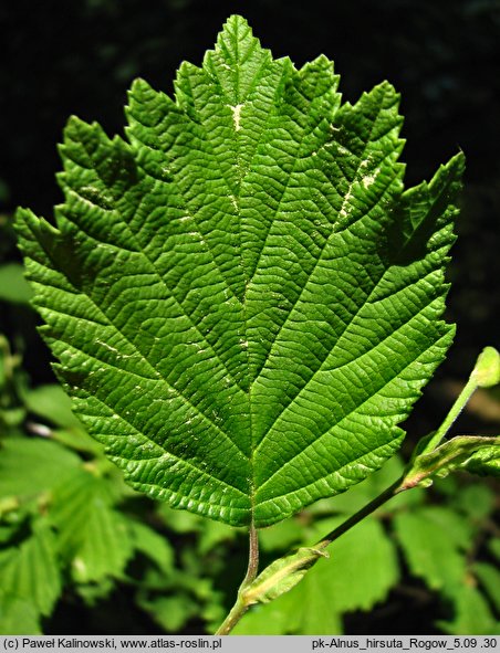 Alnus hirsuta (olsza szorstka)