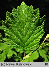 Alnus hirsuta (olsza szorstka)