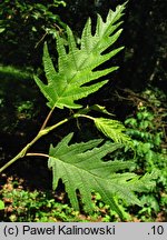 Alnus incana Laciniata