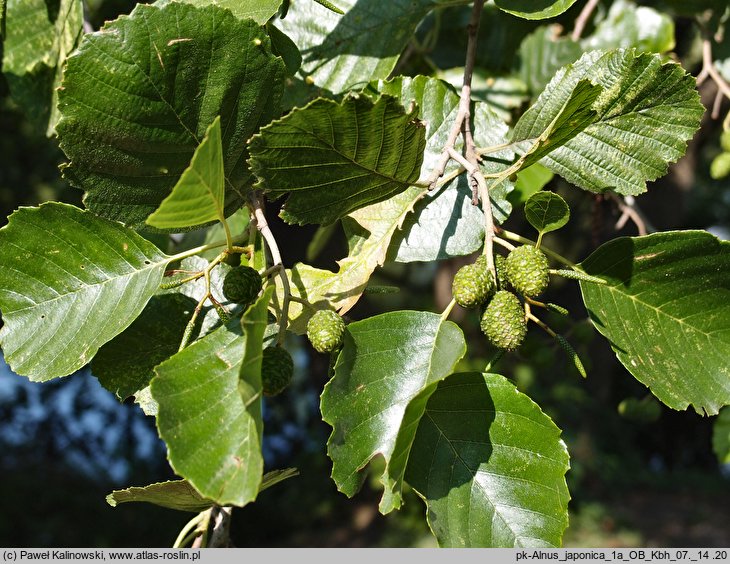 Alnus japonica (olsza japońska)