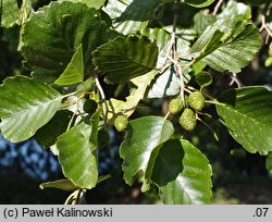 Alnus japonica (olsza japońska)