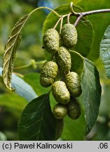 Alnus mandshurica (olsza mandżurska)