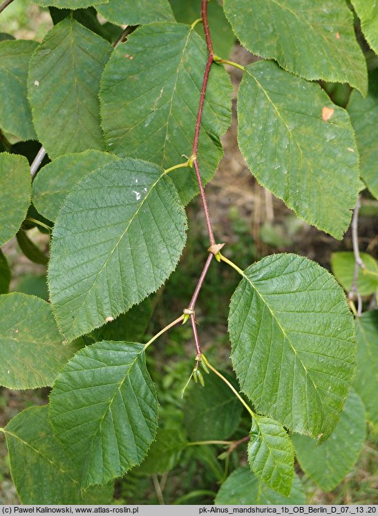 Alnus mandshurica (olsza mandżurska)