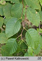 Alnus mandshurica (olsza mandżurska)