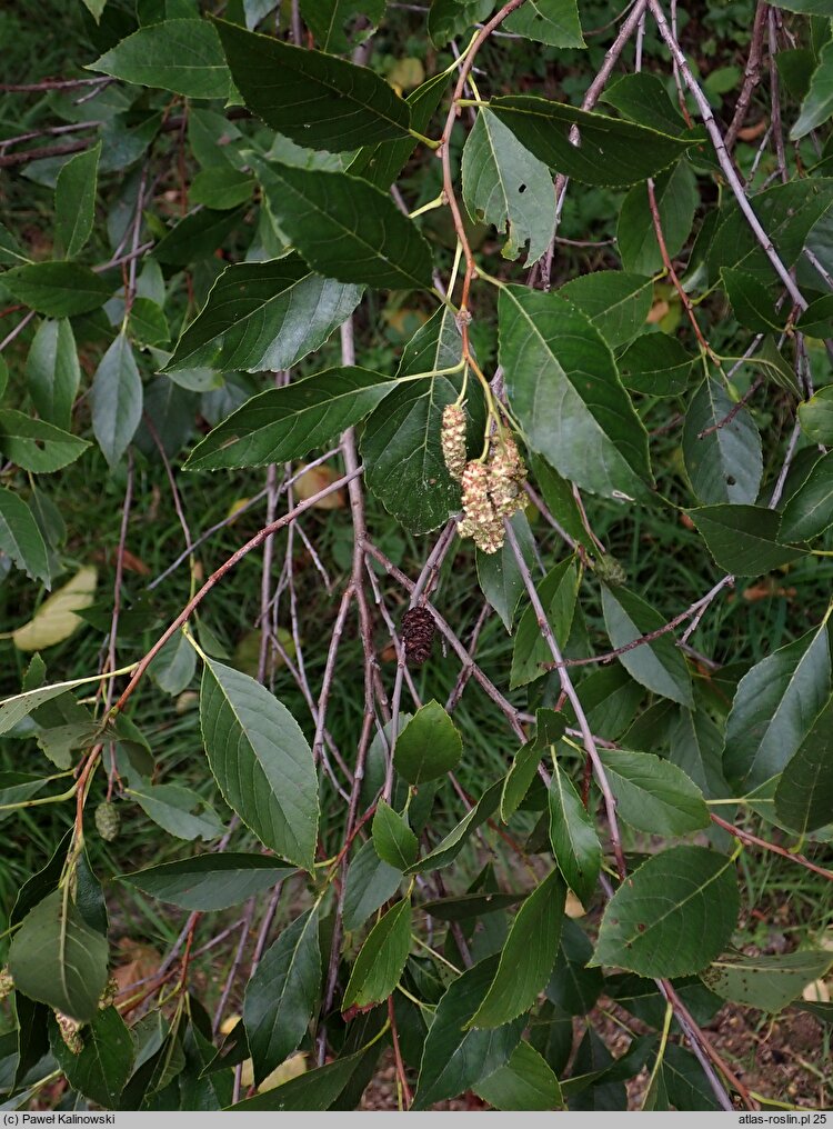 Alnus maritima (olsza nadmorska)