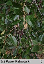 Alnus maritima (olsza nadmorska)