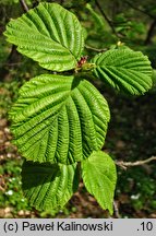 Alnus maximowiczii (olsza Maksymowicza)