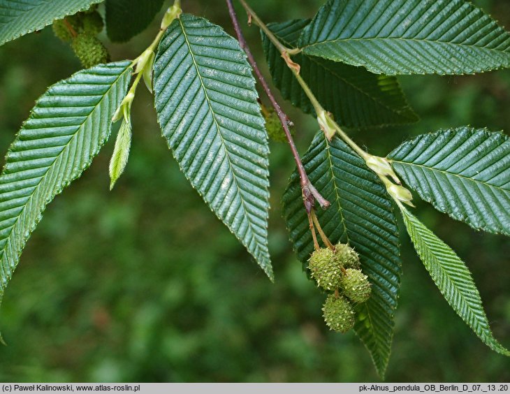 Alnus pendula