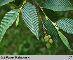 Alnus pendula