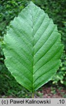 Alnus rubra (olcha czerwona)