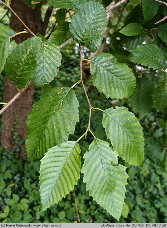 Alnus rubra (olcha czerwona)