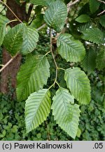 Alnus rubra (olcha czerwona)