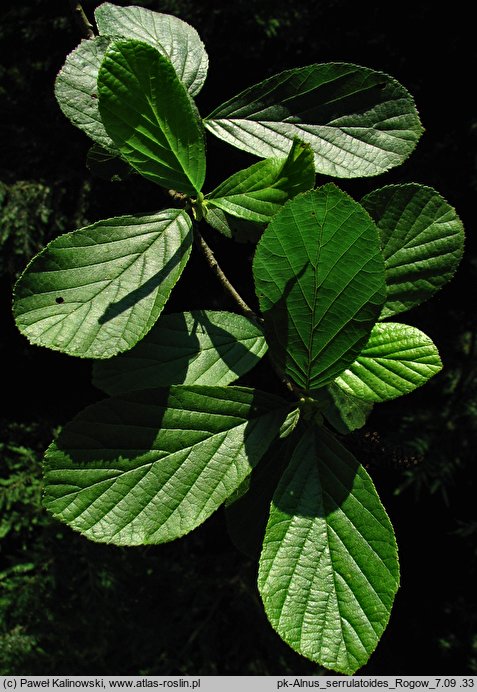 Alnus serratuloides