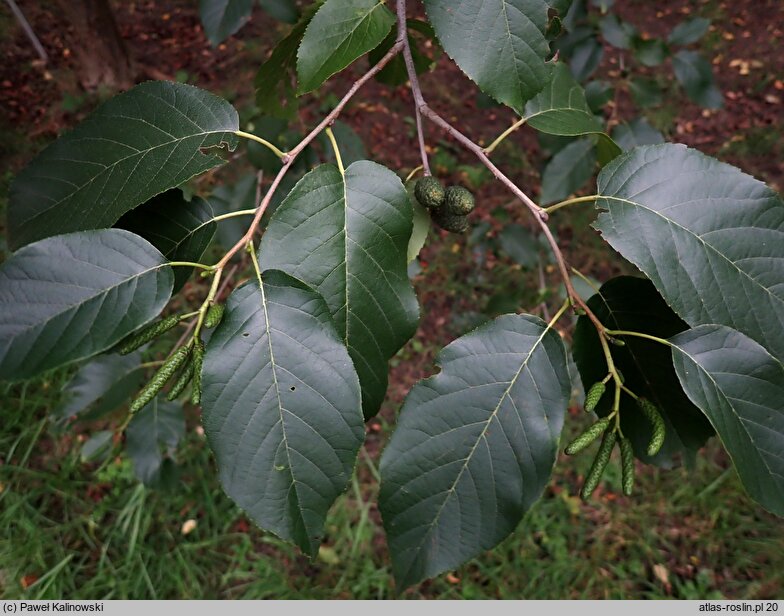 Alnus subcordata (olsza kaukaska)