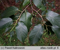 Alnus subcordata (olsza kaukaska)