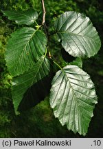 Alnus viridis var. sinuata