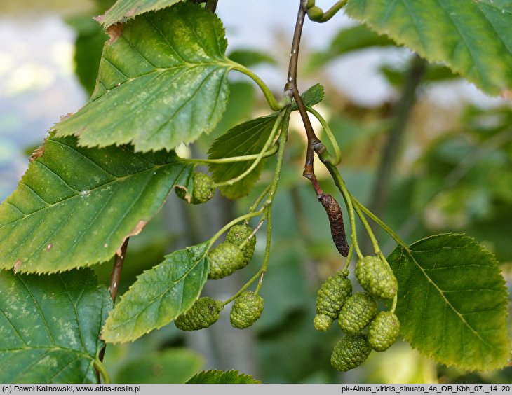 Alnus viridis var. sinuata