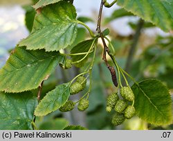 Alnus viridis var. sinuata