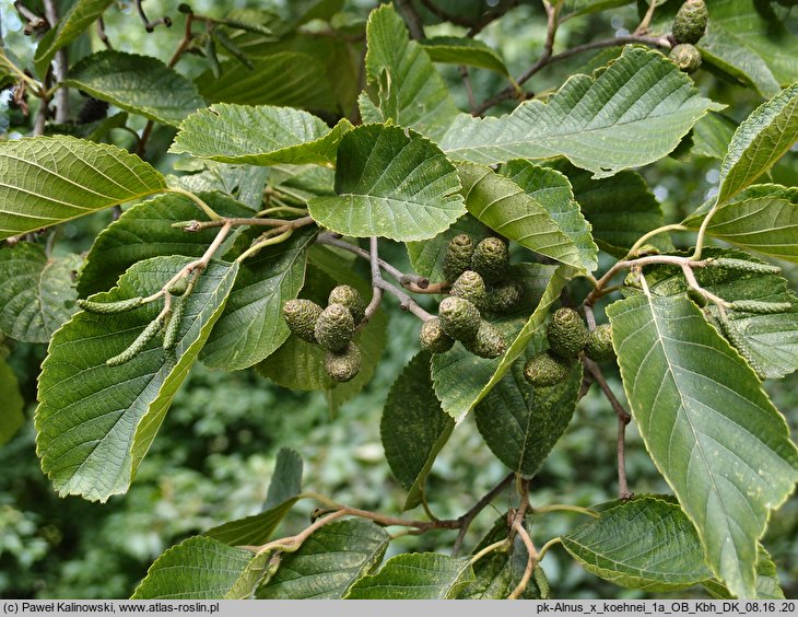 Alnus ×koehnei