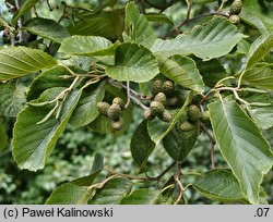 Alnus ×koehnei