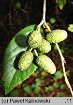 Alnus ×spaethii (olcha Spaetha)