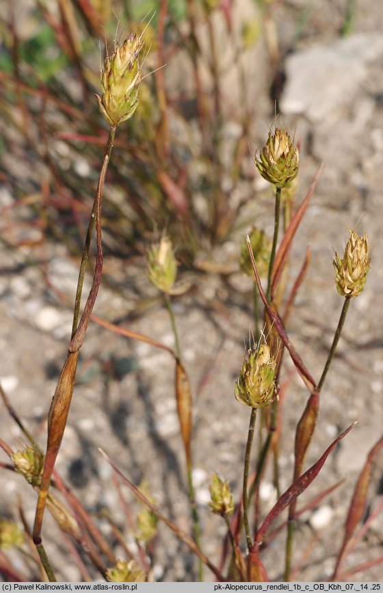 Alopecurus rendlei (wyczyniec pęcherzykowaty)