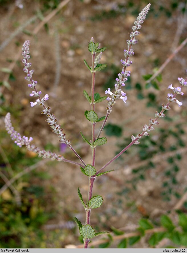 Aloysia chamaedryfolia