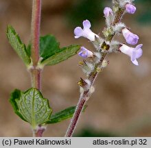 Aloysia chamaedryfolia