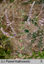 Aloysia chamaedryfolia