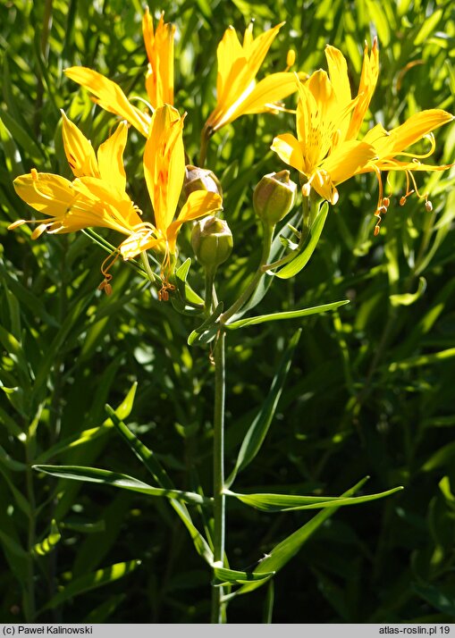 Alstroemeria aurea (alstremeria pomarańczowa)