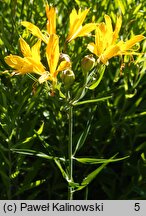 Alstroemeria aurea (alstremeria pomarańczowa)