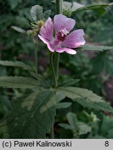 Althaea armeniaca (prawoślaz armeński)