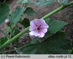 Althaea armeniaca (prawoślaz armeński)