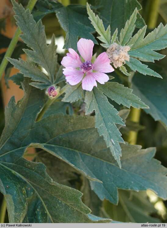 Althaea armeniaca (prawoślaz armeński)