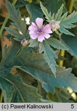 Althaea armeniaca (prawoślaz armeński)