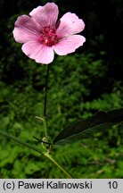 Althaea cannabina