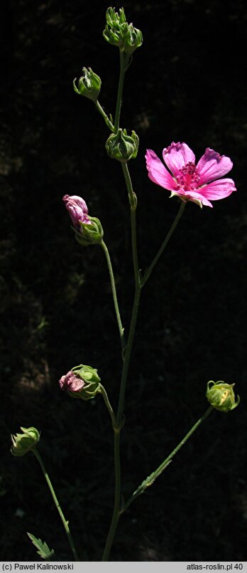 Althaea cannabina