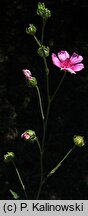 Althaea cannabina