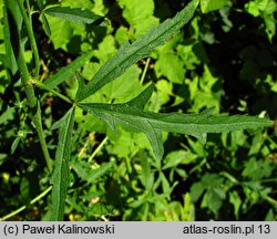 Althaea cannabina