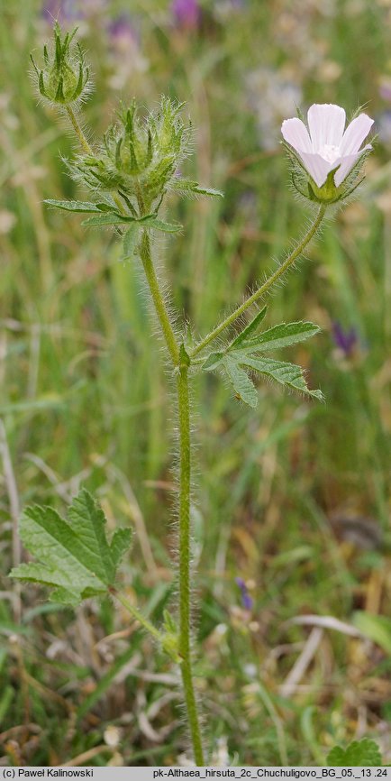 Althaea hirsuta