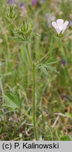 Althaea hirsuta