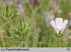 Althaea hirsuta