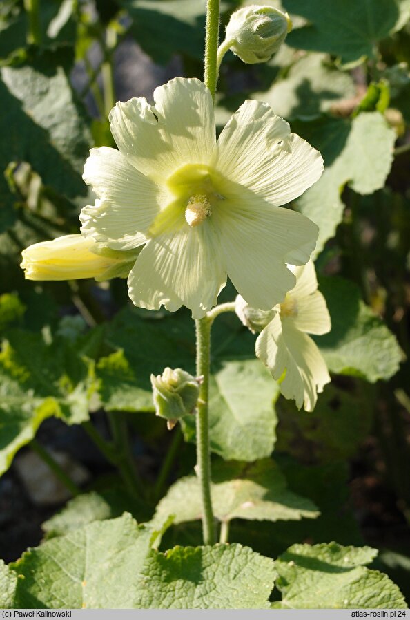 Alcea hohenackeri