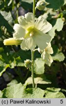 Alcea hohenackeri