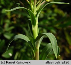 Alyssoides graeca