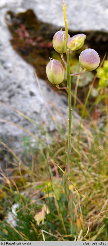 Alyssoides graeca