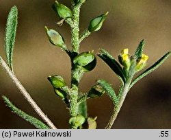 Alyssum turkestanicum (smagliczka drobna)