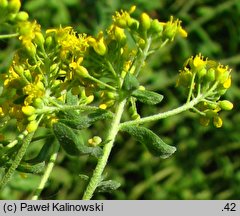 Alyssum argenteum (smagliczka srebrzysta)