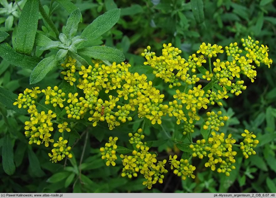 Alyssum argenteum (smagliczka srebrzysta)